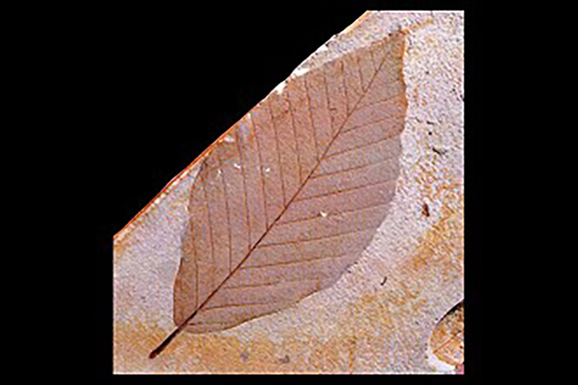 木の葉化石園産／イヌブナの化石